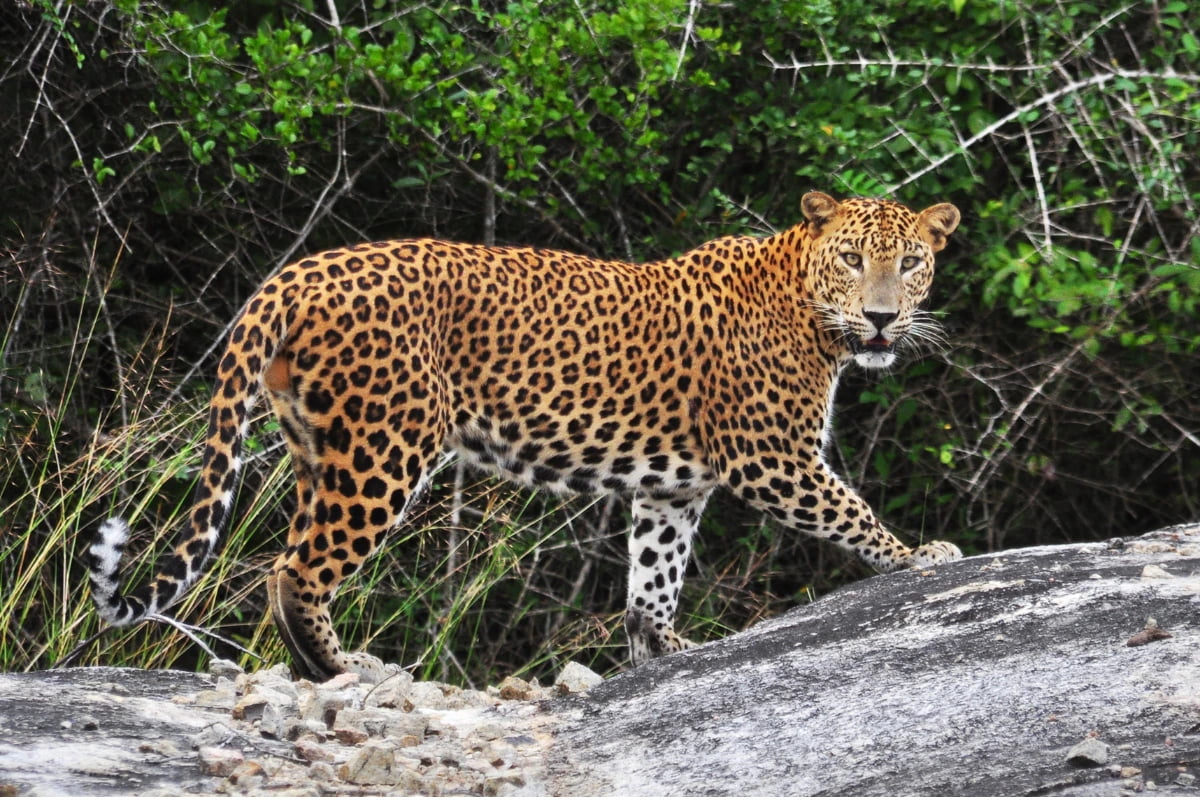 Yala & The South